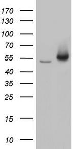 TRIM27 Antibody in Western Blot (WB)