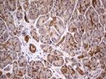 PAFAH1B3 Antibody in Immunohistochemistry (Paraffin) (IHC (P))