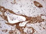 PAFAH1B3 Antibody in Immunohistochemistry (Paraffin) (IHC (P))