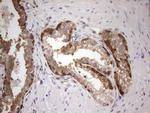 PAFAH1B3 Antibody in Immunohistochemistry (Paraffin) (IHC (P))