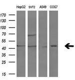 MB67 Antibody in Western Blot (WB)