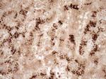 GFI1 Antibody in Immunohistochemistry (Paraffin) (IHC (P))