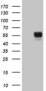 GFI1 Antibody in Western Blot (WB)