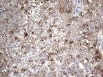 ABH1 Antibody in Immunohistochemistry (Paraffin) (IHC (P))