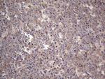 ABH1 Antibody in Immunohistochemistry (Paraffin) (IHC (P))