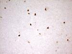 Myeloid Specific Antigen Antibody in Immunohistochemistry (Paraffin) (IHC (P))