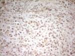 HSF2 Antibody in Immunohistochemistry (Paraffin) (IHC (P))