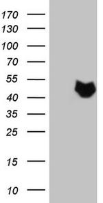 NUP43 Antibody in Western Blot (WB)