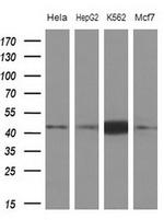 NUP43 Antibody in Western Blot (WB)