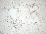 Pellino 1 Antibody in Immunohistochemistry (Paraffin) (IHC (P))