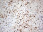 Pellino 1 Antibody in Immunohistochemistry (Paraffin) (IHC (P))