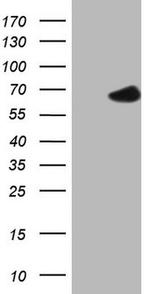 A26C2 Antibody in Western Blot (WB)