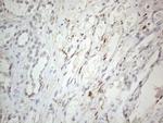 HIST1H2BA Antibody in Immunohistochemistry (Paraffin) (IHC (P))