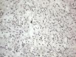 HIST1H2BA Antibody in Immunohistochemistry (Paraffin) (IHC (P))