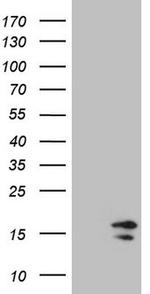 HIST1H2BA Antibody in Western Blot (WB)