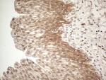 MARK4 Antibody in Immunohistochemistry (Paraffin) (IHC (P))