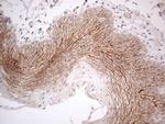 MARK4 Antibody in Immunohistochemistry (Paraffin) (IHC (P))