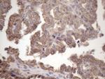 AMTN Antibody in Immunohistochemistry (Paraffin) (IHC (P))