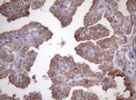 AMTN Antibody in Immunohistochemistry (Paraffin) (IHC (P))