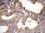 AMTN Antibody in Immunohistochemistry (Paraffin) (IHC (P))