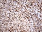 SHMT2 Antibody in Immunohistochemistry (Paraffin) (IHC (P))