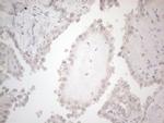 betatrophin Antibody in Immunohistochemistry (Paraffin) (IHC (P))