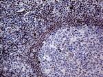 Fra2 Antibody in Immunohistochemistry (Paraffin) (IHC (P))