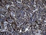 DHRS4L2 Antibody in Immunohistochemistry (Paraffin) (IHC (P))