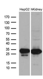 DHRS4L2 Antibody in Western Blot (WB)