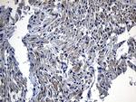 DHRS4L2 Antibody in Immunohistochemistry (Paraffin) (IHC (P))