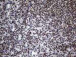 PPAR delta Antibody in Immunohistochemistry (Paraffin) (IHC (P))