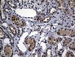 N-WASP Antibody in Immunohistochemistry (Paraffin) (IHC (P))