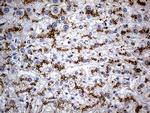 NAGA Antibody in Immunohistochemistry (Paraffin) (IHC (P))