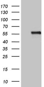 NAGA Antibody in Western Blot (WB)