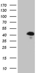 MGARP Antibody in Western Blot (WB)