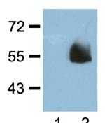 HA tag Antibody in Western Blot (WB)