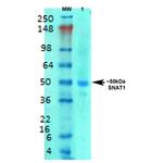 SLC38A1 Antibody in Western Blot (WB)