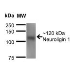 Neuroligin 1 Antibody in Western Blot (WB)