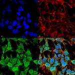 GABRA5 Antibody in Immunocytochemistry (ICC/IF)