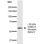 GABRA5 Antibody in Western Blot (WB)