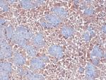 HCN2 Antibody in Immunohistochemistry (Frozen) (IHC (F))