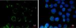 COL11A2 Antibody in Immunocytochemistry (ICC/IF)