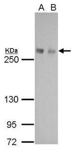 FASN Antibody in Western Blot (WB)