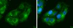 IDH1 Antibody in Immunocytochemistry (ICC/IF)