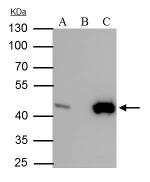 IDH1 Antibody in Immunoprecipitation (IP)