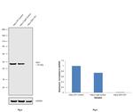 IDH1 Antibody