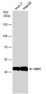 IDH1 Antibody in Western Blot (WB)