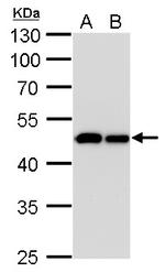 IDH1 Antibody in Western Blot (WB)