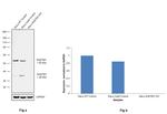 SQSTM1 Antibody in Western Blot (WB)