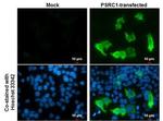 PSRC1 Antibody in Immunocytochemistry (ICC/IF)